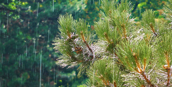 Pine Cone Tree in the Rain Pine Cone Tree in the Rain