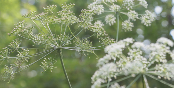 Forest Flowers Forest Flowers
