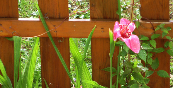 Pink Flowers and the Rain Pink Flowers and the Rain