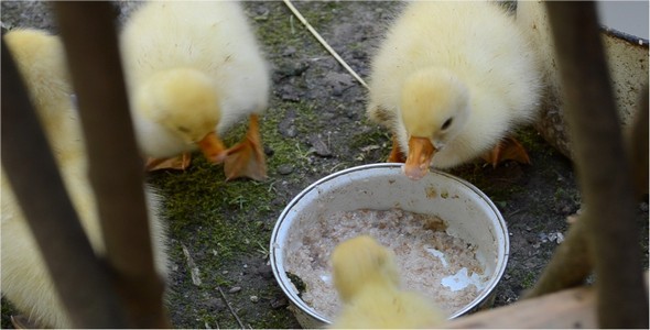 Ducklings 2 Ducklings 2
