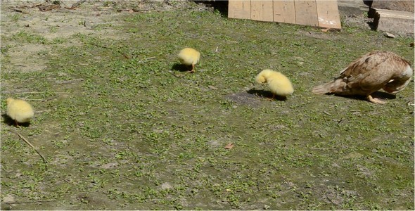 Ducklings 4 Ducklings 4