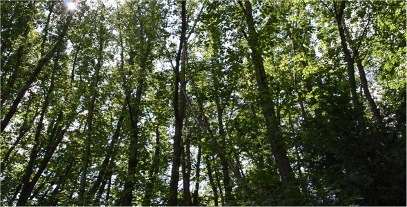 Trees 2 Trees 2