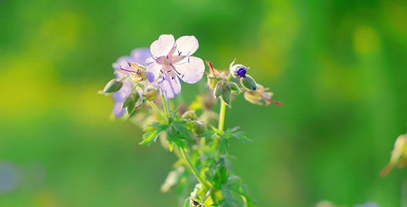 Wildflowers Wildflowers