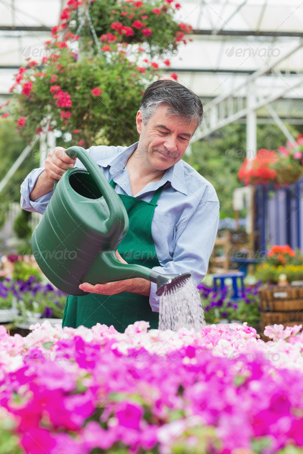 Smiling man watering flowers in garden centre (Misc) Photo Download