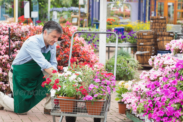 Employee unloading flowers from trolley in garden center (Misc) Photo Download