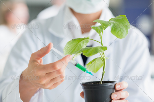 Woman injecting plant stalk with green chemical in the lab (Misc) Photo Download