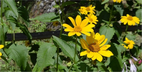 Flowers 6 Flowers 6