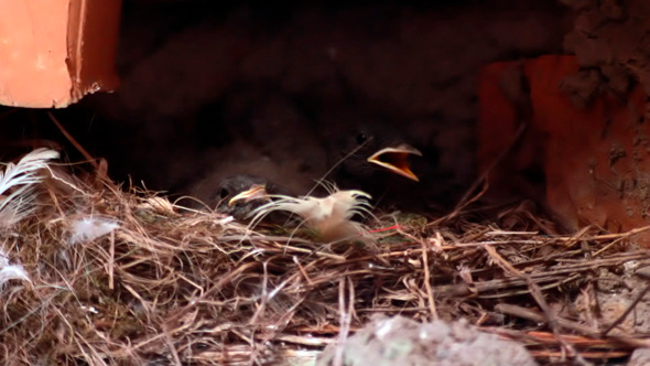 Baby Birds In Nest Chicks Spring Birth New Life 2 Baby Birds In Nest Chicks Spring Birth New Life 2