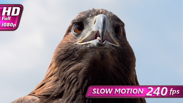 Golden Eagle Looks Around Golden Eagle Looks Around