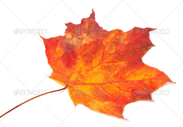 Red autumn maple-leaf. Selective focus. (Misc) Photo Download