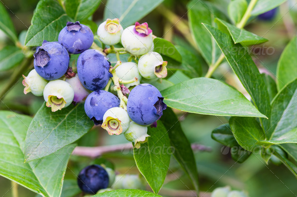 Blueberries ripening on the bush (Misc) Photo Download