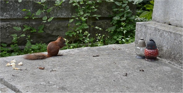 Squirrel Squirrel