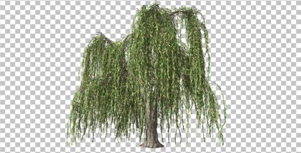 Willow V2 Willow V2