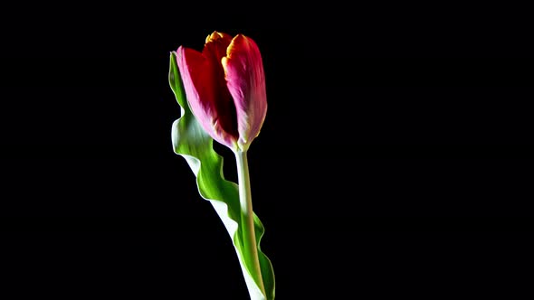 Videohive Red Tulip Flower On Black Background 18975207