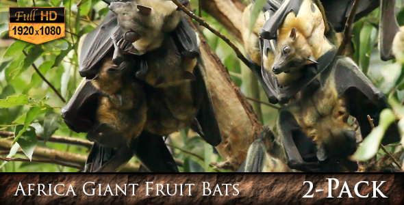 Africa Giant Fruit Bats Africa Giant Fruit Bats