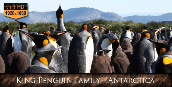King Penguin Family Antarctica King Penguin Family Antarctica